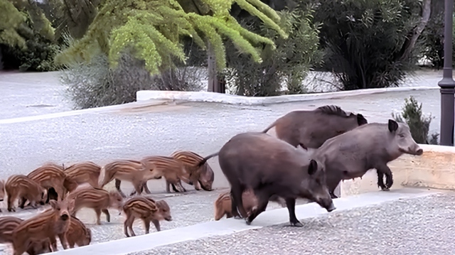 Οικογένεια-από-αγριογούρουνα-πήγε…-καλεσμένη-σε-γάμο-στους-Θρακομακεδόνες,-δείτε-βίντεο
