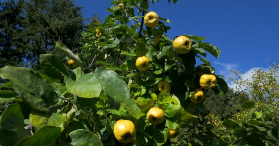 Κυδώνι:-Το-ξεχασμένο-φθινοπωρινό-φρούτο,-πλούσιο-σε-πολυφαινόλες-και-με-αντιοξειδωτική-δράση
